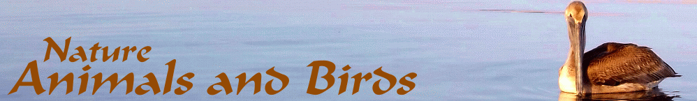 Raventree Pewter - Animals and Birds