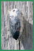Nature-72