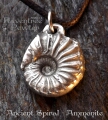 Ancient Spiral - Ammonite 09-AncientSpiralAmmonite