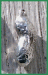 Nature-74