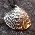 Venus Seashell - (Cross Barred) 067-VenusShellCrossBarred