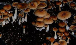 P. cubensis Texas Goliad