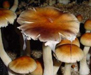 P Cubensis Costa Rica Spore Prints and Syringes
