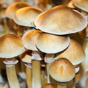 spores psilocybe cubensis mushroom burma search syringes