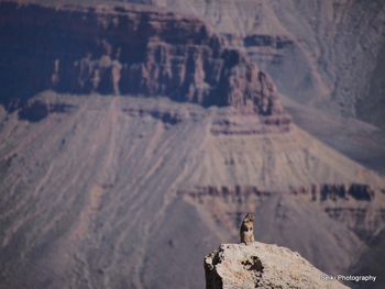 Grand Canyon Squirrel #10-PA020106