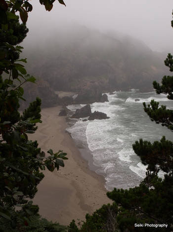 Oregon Coast - 1 #19-P8205334