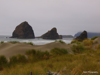 Oregon Coast - 12 #20-P8205349