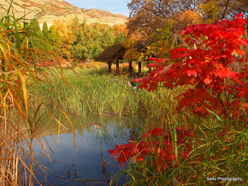 Utah Fall -13 #23-D2240698