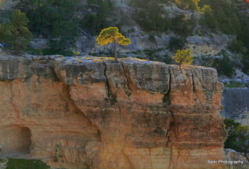 Grand Canyon National Park -1 #24-PA012950