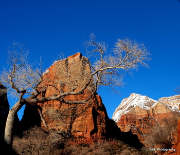  Zion National Park - 2 #29-P1240265