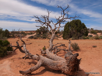 Arches National Park tree #33-P4234967