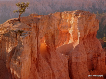 Morning Light in Bryce  #72-01-PA010551