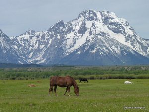 The Teton Range 1 with Horse #P1040036