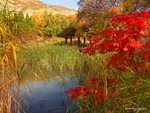 Utah Fall -13 23-D2240698