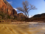 Virgin River in Zion 3152243