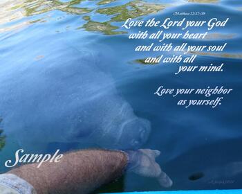 Manatee - Love God #06-ManateeKingdom