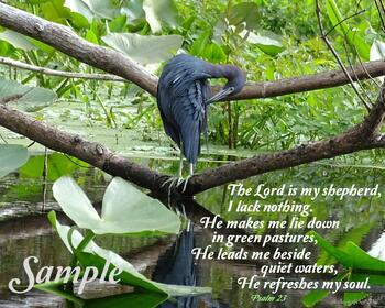 Little Blue Heron - Psalm 23 #BlueHeron-Psalm23