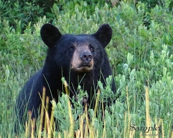 Bear Mom - Watchful Eye #BearMomWatchfulEye