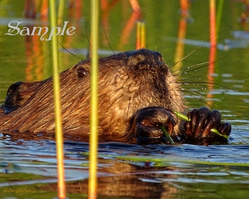 Beaver - Fine Dining Out #Beaver-Dinner