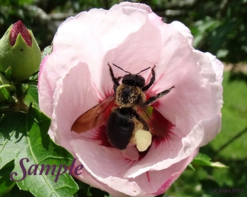 Bee Flower #32-BeeFlower