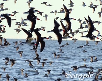 Black Skimmers Fly By #BlackSkimmers-FlyBy