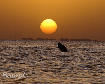Blue Heron Warm Sunset #BlueHeronSunsetwarmth