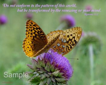 Butterflies - Romans 12:2 #ButterfliesRomans