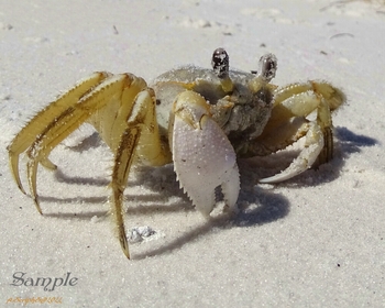 Ghost Crab Smiling #CrabGhost