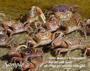 Fiddler Crabs - Mark 10:27 #FiddlerCrabs-Mark