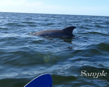 Dolphin - Passing By #Dolphin-PassingBy