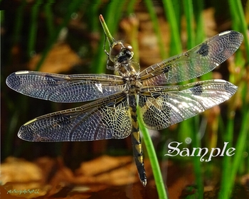 Sunbathing Dragonfly #Dragonfly-Sunbathing