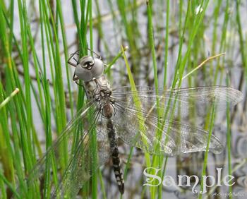 Silver Dragonfly #Dragonfly-Silver