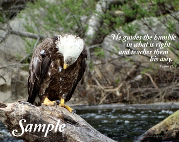 Eagle - Teach Us - Psalms 25 #Eagle-Psalm