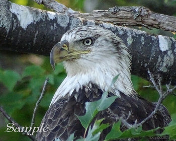 Eagle -posing Maine #Eagle-posingMaine