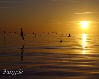 Sunset Dance - BlackSkimmers  #SunsetDance-BSk