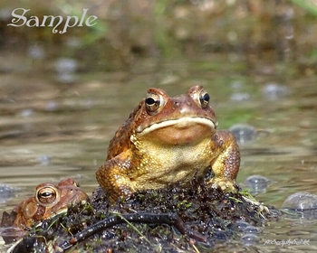 Golden Frog - and Secret Admirer #Frog-GoldenAdmirer