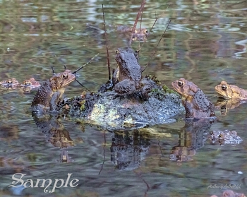 Frogs Spring Ceremony #Frogs-SpringCeremony