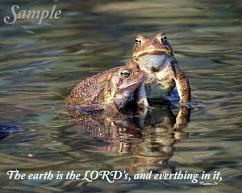 Frog Couple - Psalms 24 #FrogCouple-Psalm24