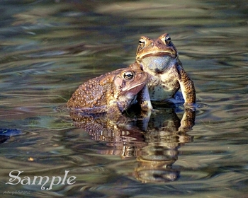 Frogs Romantic Couple #Frogs-RomanticCouple