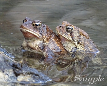 Frogs - Couple in Love #Frogs-CoupleinLove