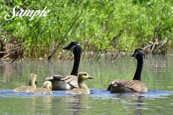 Geese Family #Geese-Family