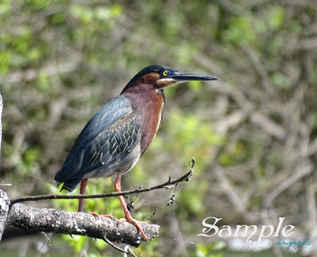 Green Heron - Morning Watch #Heron-Green-MorningWatch