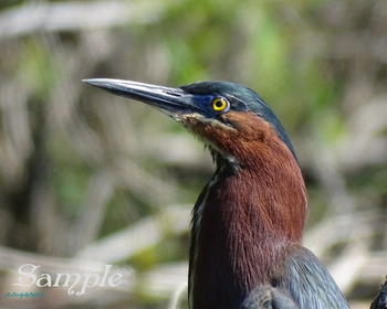 Green Heron Smile #Heron-Green-Smile