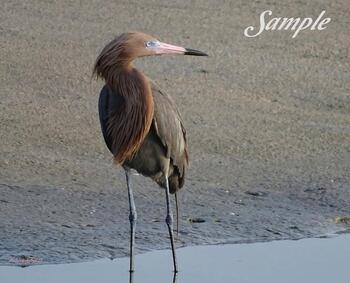 Redish Egret Look #42-RedishEgret-Look