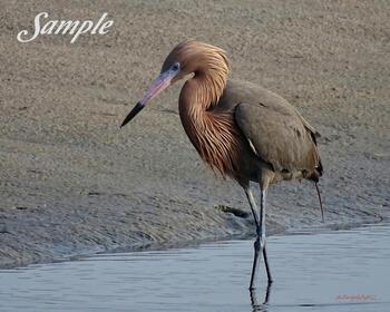 Redish Egret Stroll #43-RedishEgret-Stroll