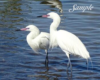 White-morph Redish Egret Couple #46-WhitemorphRedishEgret-Couple