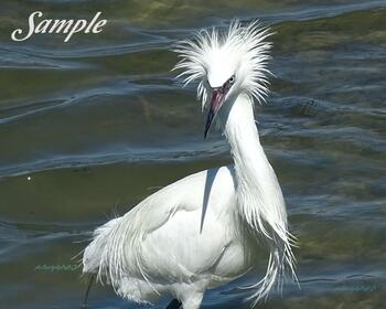 White-morph Redish Egret Bold Look #47-WhitemorphRedishEgretBoldLook