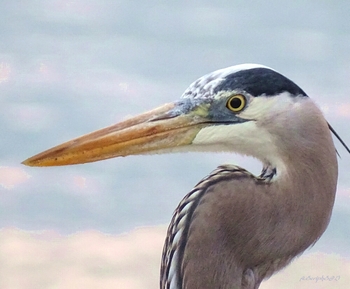 Great Blue Heron Smile #10-GBJeron-Cl