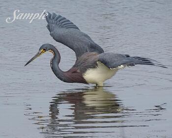 Tricolored Heron Poised #32-TrioloredHeron-Poised