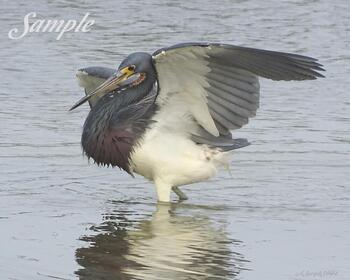 Tricolored Heron Grace #34-TricoloredHeron-Grace